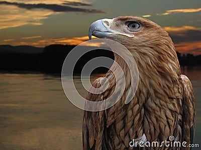 Brown eagle Stock Photo