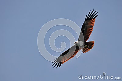 Brown Eagle Stock Photo