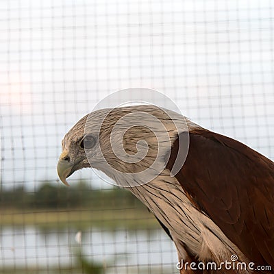 Brown eagle cage. Stock Photo