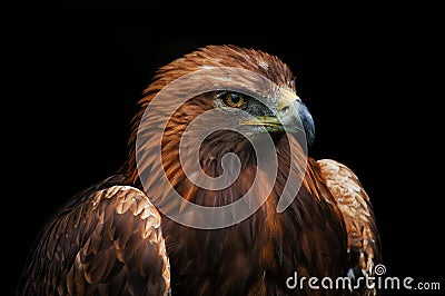 Brown eagle portrait Stock Photo