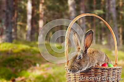 Brown Easter rabbit Stock Photo