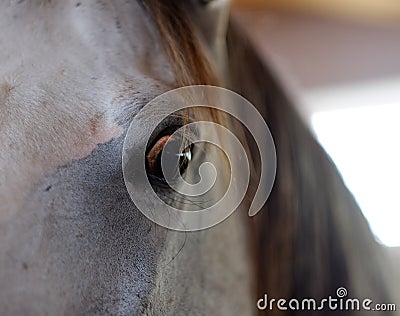 Brown eyes horse Stock Photo