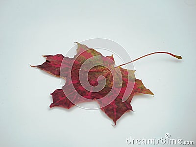 Brown fallen autumn maple leaf on white background. Defoliation. Stock Photo