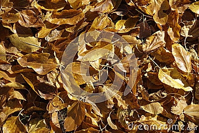 Brown fallen leaves of mulberry Stock Photo