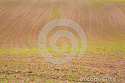 Brown farmer field . Stock Photo