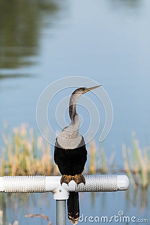 Brown female Anhinga anhinga dries perches Stock Photo