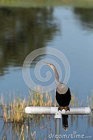 Brown female Anhinga anhinga dries perches Stock Photo