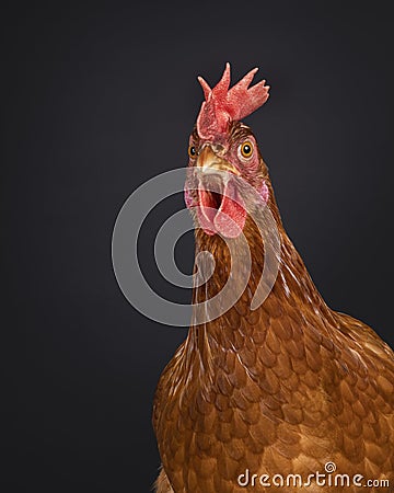 Brown female chicken on black background Stock Photo