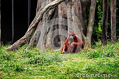 Brown female chimpanzee sitting on a grass by a tree in a zoo. Cute funny monkey Stock Photo