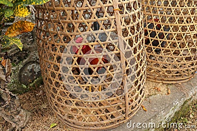 Brown fighting cock in wicker basket made of bamboo. Adept to win or die in a duel with his opponent. Cockfighting is traditional Stock Photo