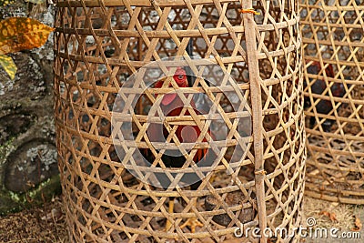 Brown fighting cock in wicker basket made of bamboo. Adept to win or die in a duel with his opponent. Cockfighting is traditional Stock Photo