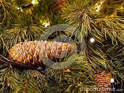 Brown fir cone long on green fluffy festive spruce festive garland close-up Stock Photo