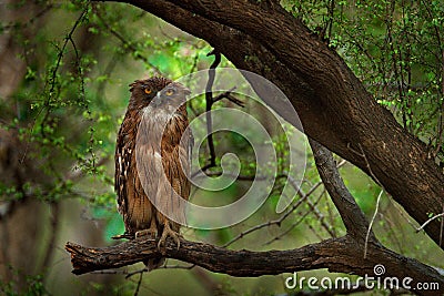 Brown Fish-owl, Ketupa zeylonensis, rare bird from Asia. India beautiful owl in nature forest habitat. Bird from Ranthambore, Indi Stock Photo