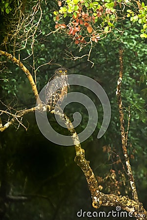 Brown Fish Owl, Ketupa zeylonensis, Wilpattu National Park, Sri Lanka. Beautiful owl perched at branch on tree near a lake, exotic Stock Photo