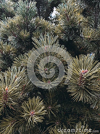 Brown fluffy coniferous branch. Stock Photo