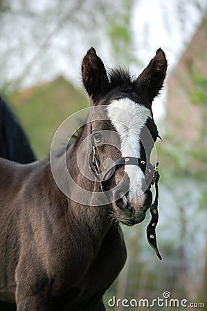 Brown foal Stock Photo