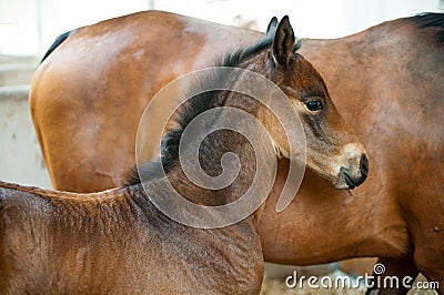 A brown foal Stock Photo