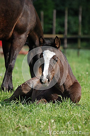 Brown foal Stock Photo