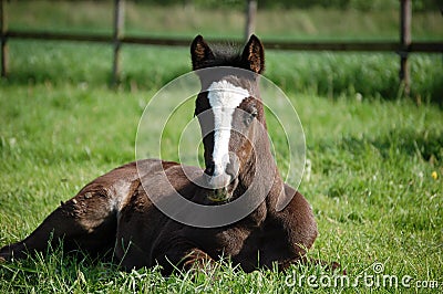 Brown foal Stock Photo