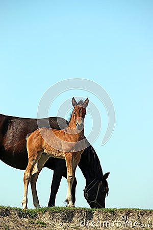 Brown foal and black mare Stock Photo
