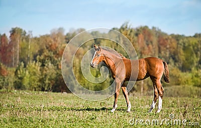 Brown Foal on the green Field Stock Photo