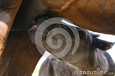 brown foal sucks mother`s milk. Animals, nature, horses Stock Photo