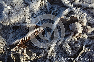 Brown foliage in frost, Fallen withered leaves covered with ice crystals of rime, Close-up detail winter nature Stock Photo