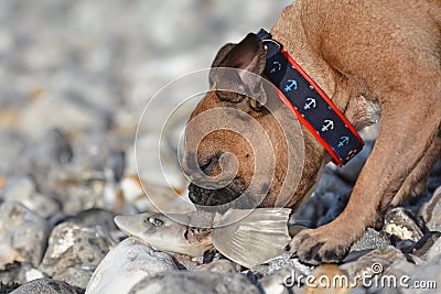 Brown French Bulldog dog on vacation on pebble beach eating remains of a dead fish Stock Photo