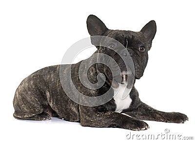 Brown french bulldog Stock Photo