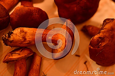 brown fresh mushrooms fungus on towel on table Stock Photo