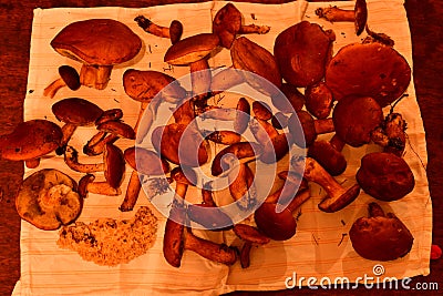 brown fresh mushrooms fungus on towel on table Stock Photo