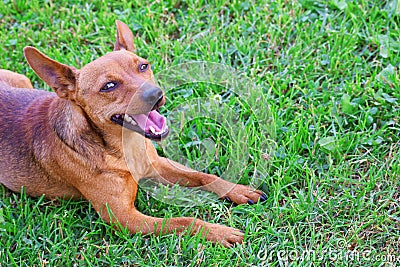 Brown friendly dog in grass Stock Photo