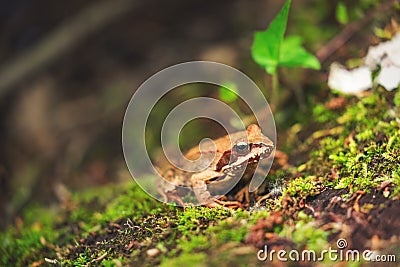 Brown frog near lake in rainforest, close up shot Stock Photo