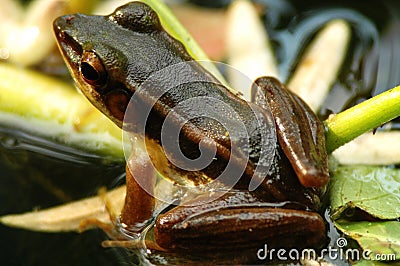 Brown frog in pond (back view) Stock Photo