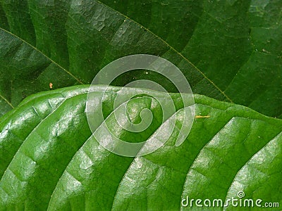 Brown fruit leaf texture, striped and rolled Stock Photo