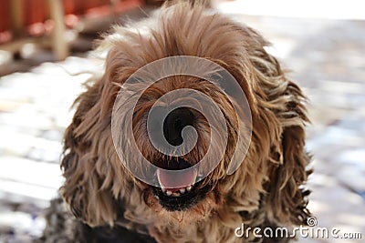 Brown Funny Poodle Dog In Casablanca Stock Photo