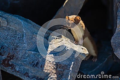 Brown Fur Colored Ermine Considers Its Next Move Stock Photo