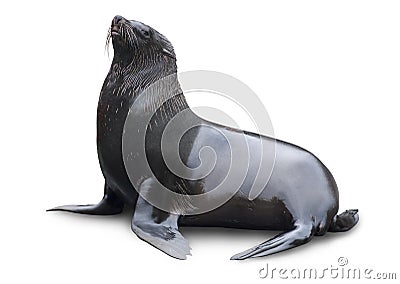 Brown fur seal Stock Photo