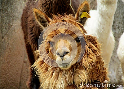 Brown furry domesticated alpaca portrait Stock Photo