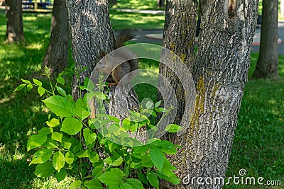 Brown furry squirrel eats and looks wary straight Stock Photo