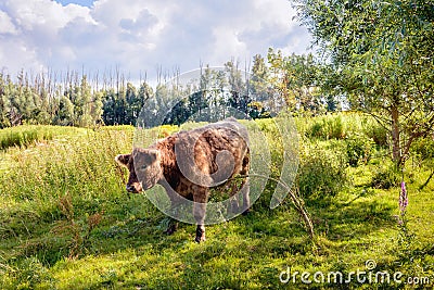 Brown Galloway bull quietly eating a young willow tree Stock Photo