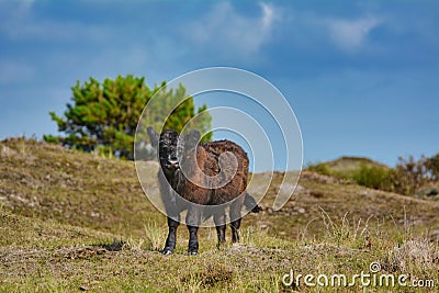 Brown Galloway cattle standing in national park De Muy in the Netherlands on island Texel Stock Photo