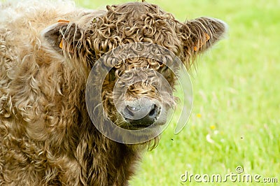 Brown Galloway cow in a field Stock Photo