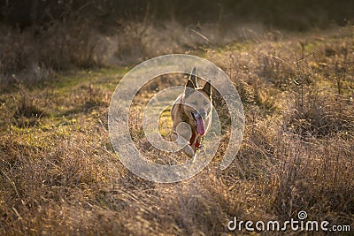 Brown german shepherd dog running on field Stock Photo