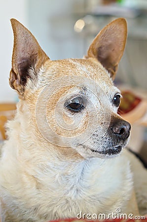 Brown ginger chihuahua Stock Photo