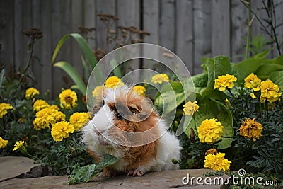 Brown ginger and white furred Guinea pig sitting in marigold flowers eating kale Stock Photo