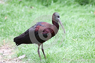 Brown Glossy Ibis (Plegadis falcinellus) Stock Photo