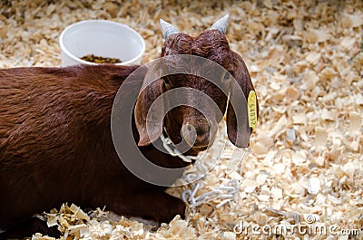 Brown goat Stock Photo