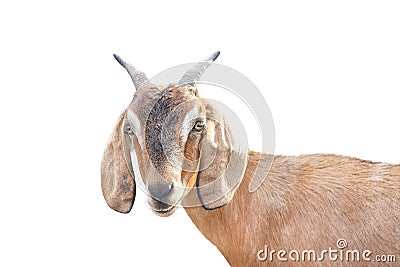 Brown goat head standing and looking at camera isolated on white background ,apra aegagrus hircus relaxed time Stock Photo