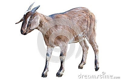 Brown goat isolated on white Stock Photo